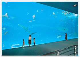 沖縄美ら海水族館のアクアウオール®　高さ8.2m、幅22.5m、厚さ600 mmの巨大アクリルパネルはその大きさでギネス認定(撮影協力：日プラ)