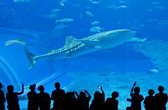 水族館パネル・超大型アクリルパネル